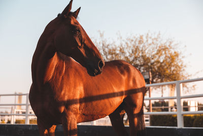 Horse in pen against sky