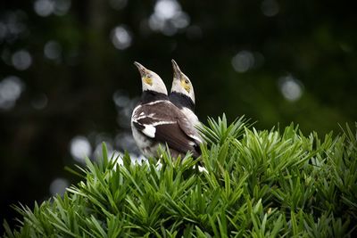 animal