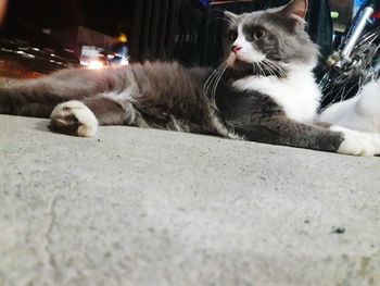 Close-up portrait of cat relaxing