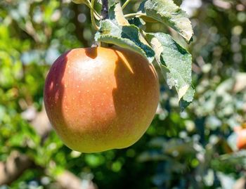 Close-up of apple hanging on tree