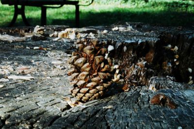 Surface level of logs