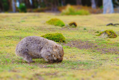 Close-up of sheep on field