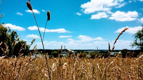 Crops growing on field against sky