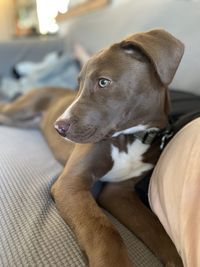 Straight view of dog side view head on couch