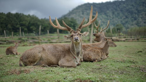 Deer relaxing on field