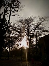 Trees against sky