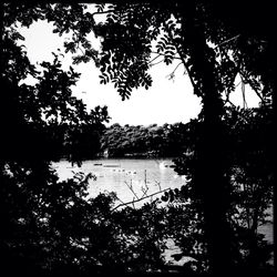 Reflection of trees in lake