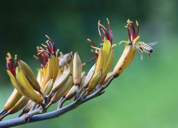 Close-up of insect on plant