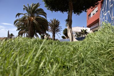 View of palm trees in field