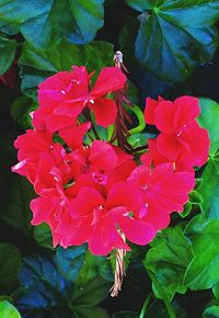 Close-up of pink flowers