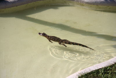 High angle view of crocodile in water