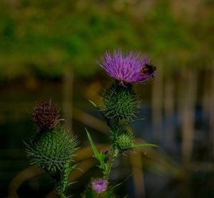 Close-up of thistle flower