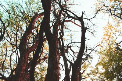 Low angle view of trees