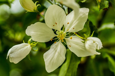 Close-up of white flower