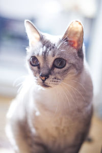 Close-up portrait of cat