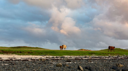 Cows in a field