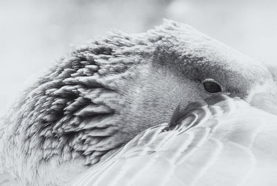 Close-up of swan