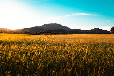 Scenic view of field against sky