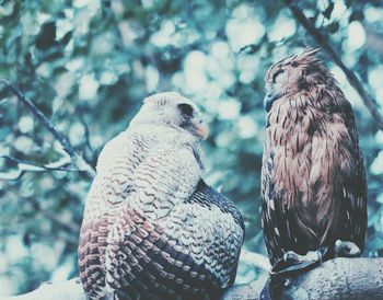 Close-up of owl perching on tree