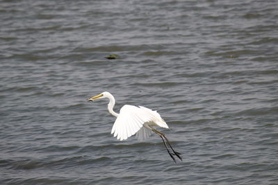 Bird flying over lake