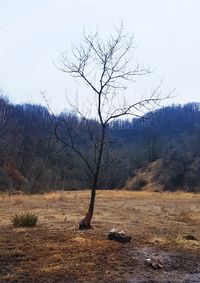 Bare tree against clear sky