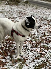 Dog standing in snow