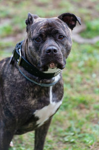 Portrait of black dog on field