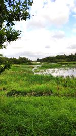 Scenic view of grassy field against sky