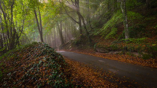 Road amidst trees in forest during autumn