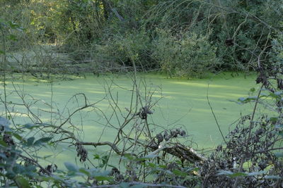 Scenic view of lake