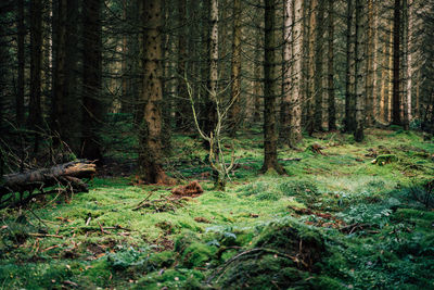 Pine trees in forest