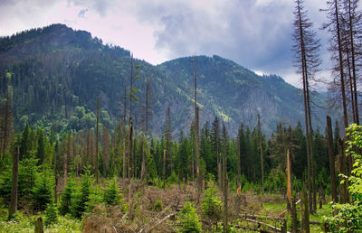 Panoramic view of pine trees in forest against sky