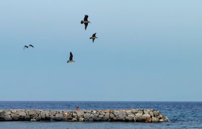 Seagulls flying over sea against clear sky