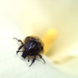 Close-up of bee on flower