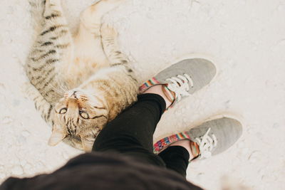 Low section of woman standing by cat