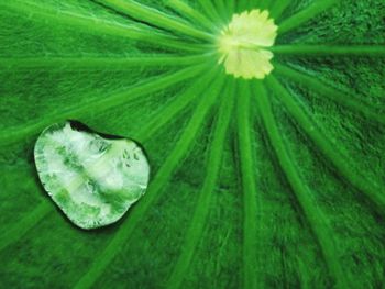 Full frame shot of green leaves