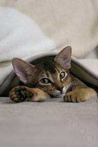 Close-up of cat lying on sofa