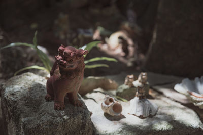 Close-up of frog on rock