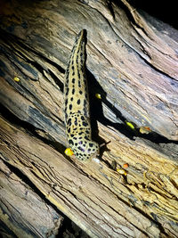 Close-up of butterfly on wood