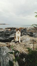 Dog sitting by sea against sky