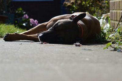 Close-up of dog