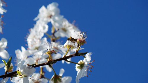 Low angle view of white flowers