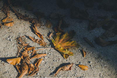 High angle view of dry maple leaves on rock