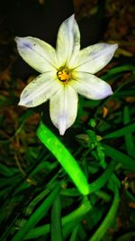 Close-up of white flowers