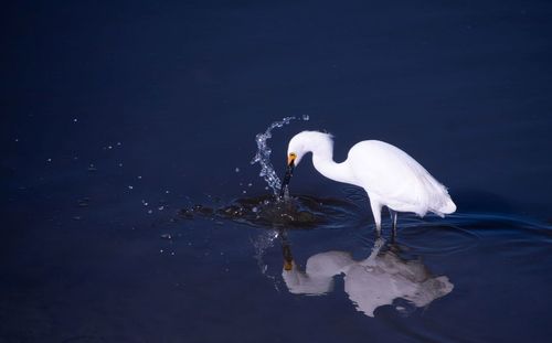 View of bird in lake