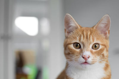 Close-up portrait of brown cat