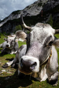 Close-up of cow