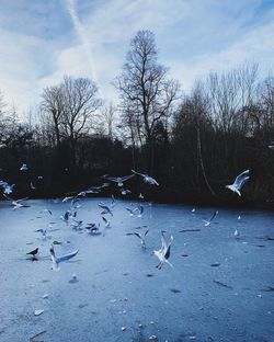 Seagulls flying in the sky