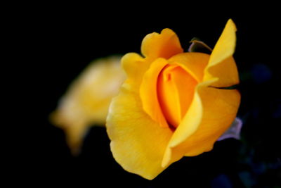 Close-up of yellow flower