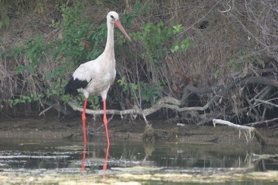 Bird in lake